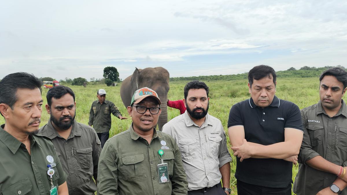 Kementerian Kehutanan Perkuat Perlindungan Gajah Sumatera